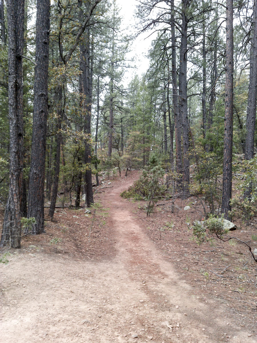 A soft dirt trail covered in pine needles winding through tall Ponderosa pines on the Horton Creek Trail.